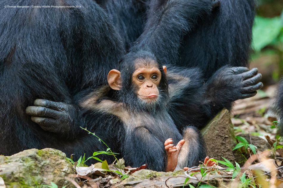This ten-month-old chimp is named Gombe, and he likes to relax.